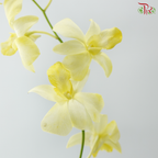 Dendrobium Orchid - Dyed Yellow (10 Stems)