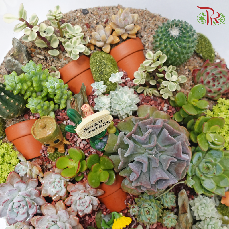 Desert Terrarium Arrangement