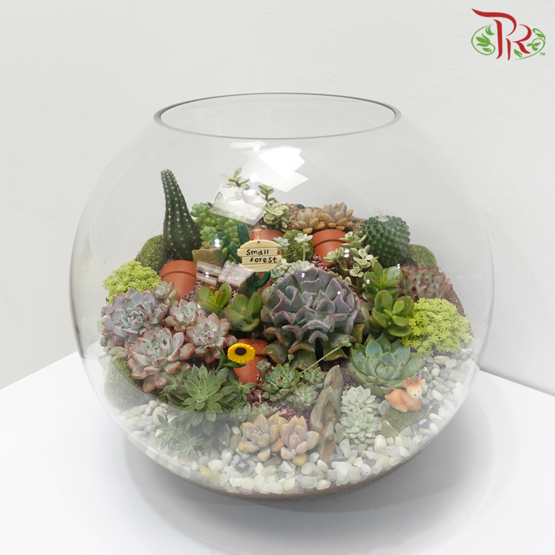 Desert Terrarium Arrangement