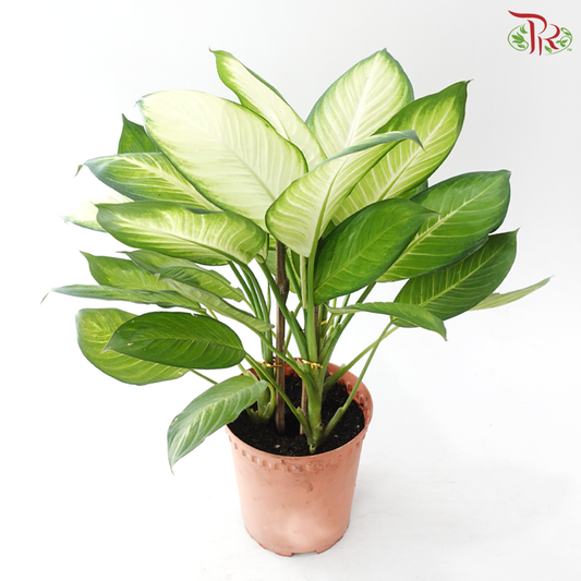 Dieffenbachia Marianne《瑪麗安黛粉叶》