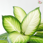 Dieffenbachia Marianne《瑪麗安黛粉叶》