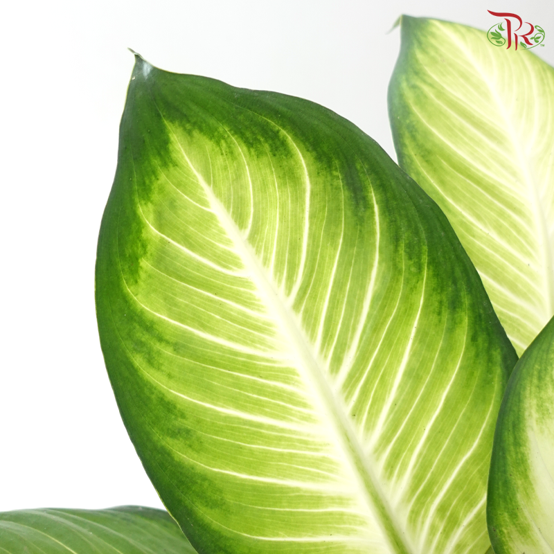 Dieffenbachia Marianne《瑪麗安黛粉叶》