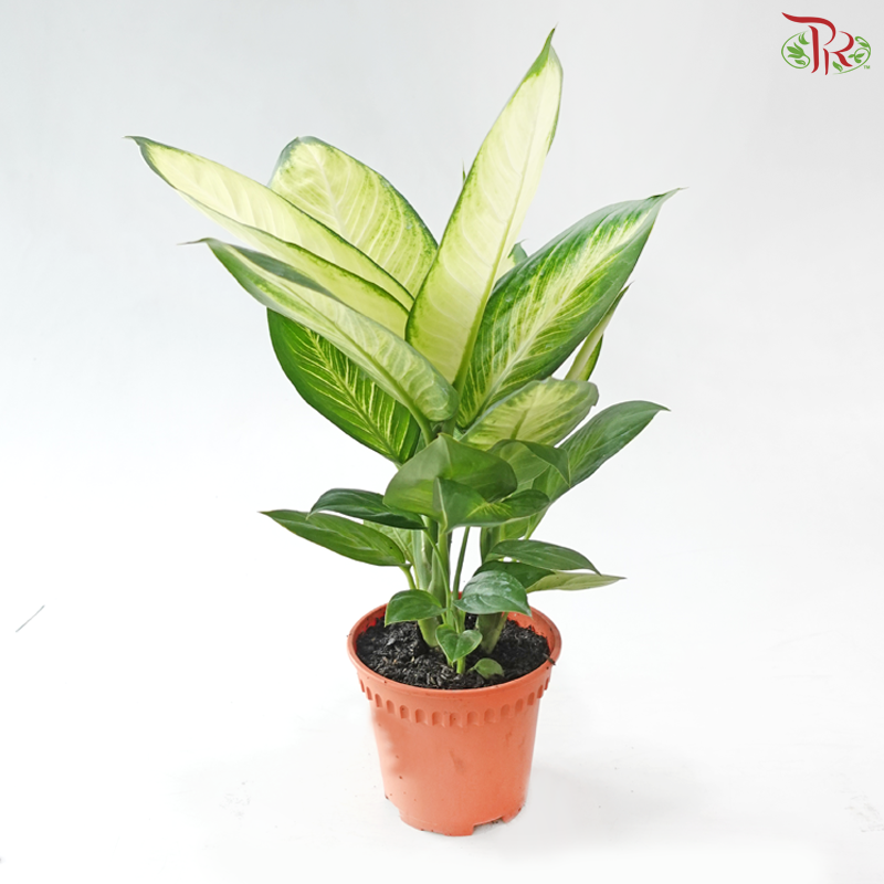Dieffenbachia Tropic Marianne P120《玛莉安黛粉叶》