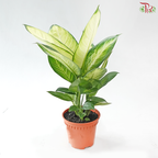 Dieffenbachia Tropic Marianne P120《玛莉安黛粉叶》