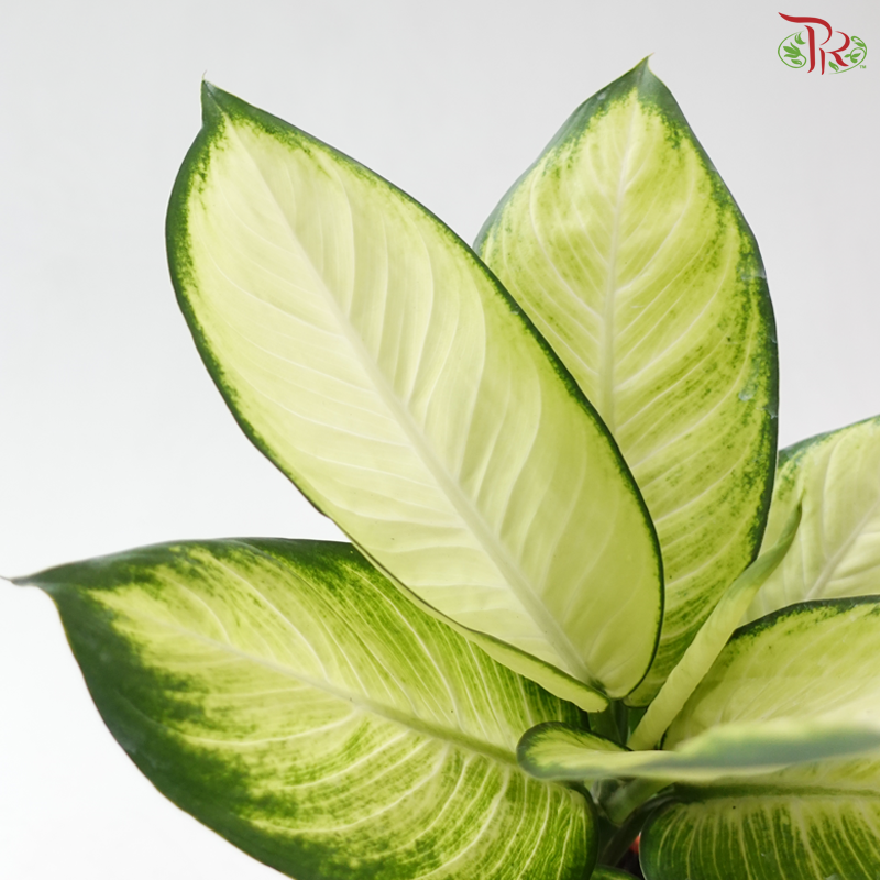 Dieffenbachia Tropic Marianne P120《玛莉安黛粉叶》