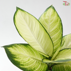 Dieffenbachia Tropic Marianne P120《玛莉安黛粉叶》