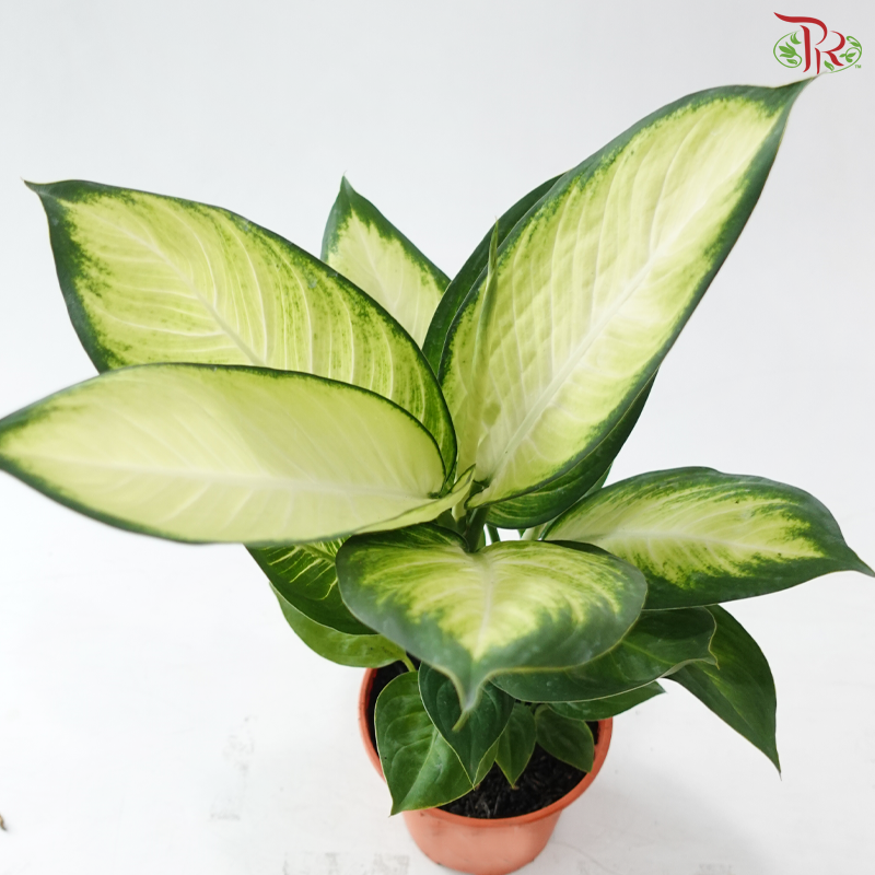 Dieffenbachia Tropic Marianne P120《玛莉安黛粉叶》