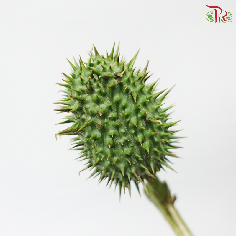 Dog Walnut (Dature Metal) (Per Bunch)