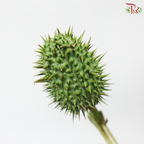 Dog Walnut (Dature Metal) (Per Bunch)