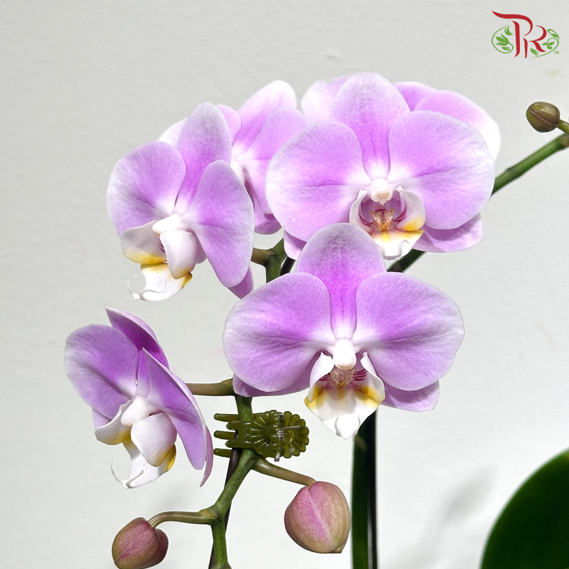 【CNY 2026】Double Blessings of Orchid 《兰福双至》(Random Choose Orchid Color) (With Pot Option)