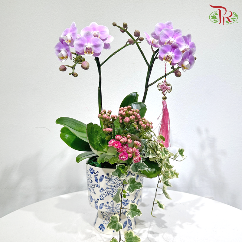 【CNY 2026】Double Blessings of Orchid 《兰福双至》(Random Choose Orchid Color) (With Pot Option)