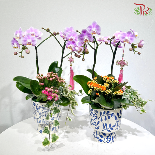 【CNY 2026】Double Blessings of Orchid 《兰福双至》(Random Choose Orchid Color) (With Pot Option)