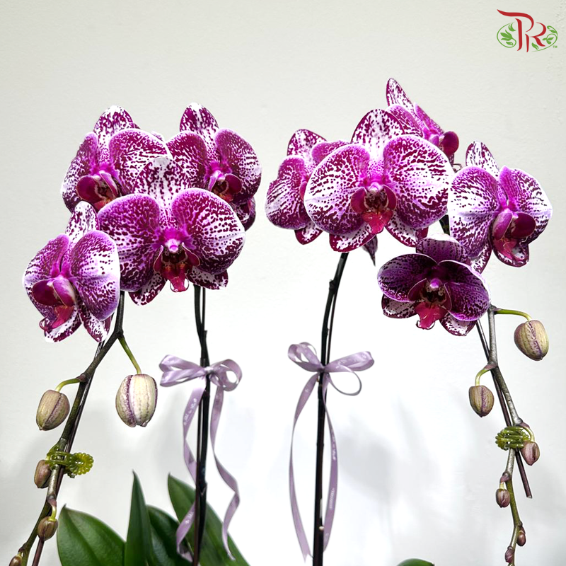 Double Delight Orchids Arrangement