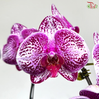 Double Delight Orchids Arrangement