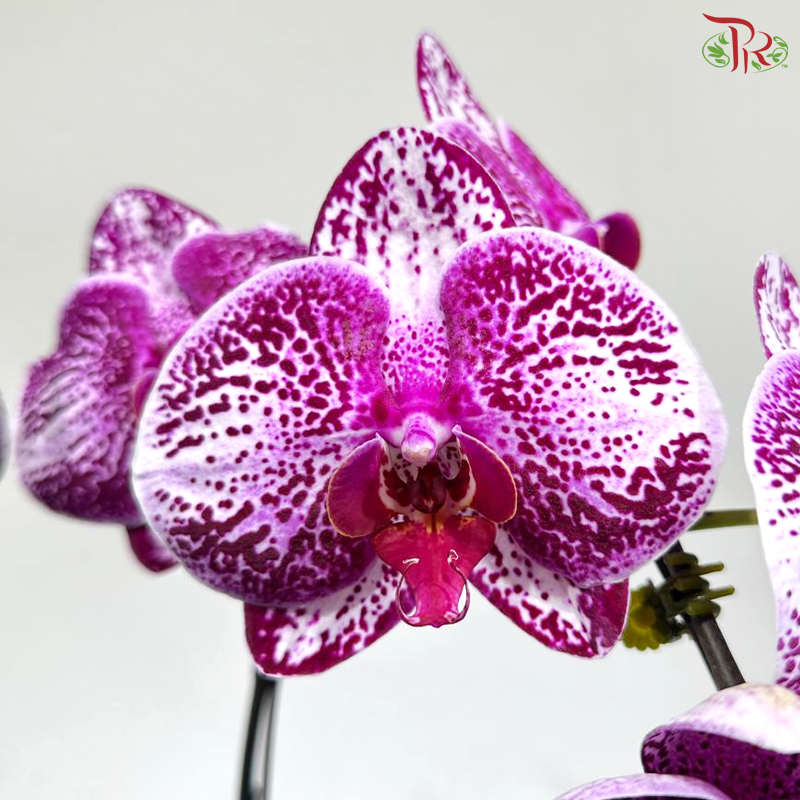 Double Delight Orchids Arrangement