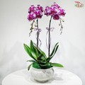 Double Delight Orchids Arrangement