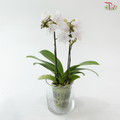 Mini Double Stem Phalaenopsis - White With Minor Pink (SRM1369) (Without Vase)