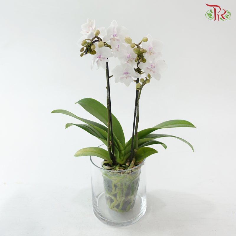 Mini Double Stem Phalaenopsis - White With Minor Pink (SRM1369) (Without Vase)