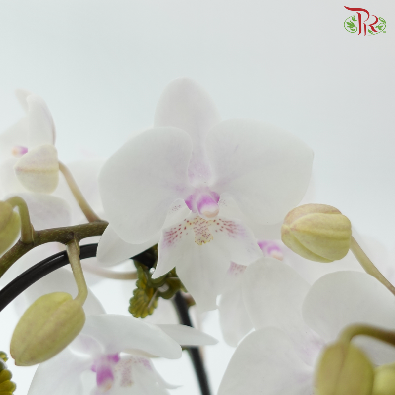 Mini Double Stem Phalaenopsis - White With Minor Pink (SRM1369) (Without Vase)