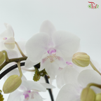 Mini Double Stem Phalaenopsis - White With Minor Pink (SRM1369) (Without Vase)