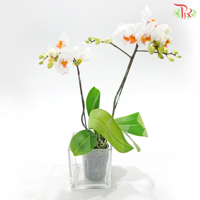 Mini Double Stems Phalaenopsis Orchid - White With Orange Heart - M-WOL (SRM1349) (Without Vase)