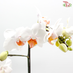 Mini Double Stems Phalaenopsis Orchid - White With Orange Heart - M-WOL (SRM1349) (Without Vase)