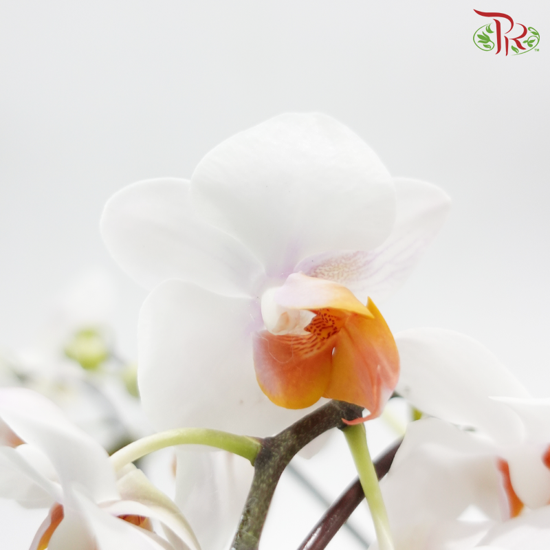 Mini Double Stems Phalaenopsis Orchid - White With Orange Heart - M-WOL (SRM1349) (Without Vase)