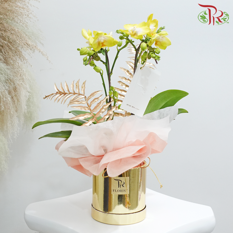 【Mother's Day】 Twin Orchid Splendor: Mother's Day Duo (Random Choose Orchid Color) (With Box Color Options）