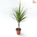 Dracaena 90 - 44cm 龙血树