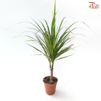 Dracaena 90 - 44cm 龙血树