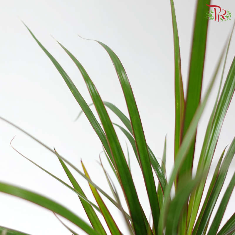 Dracaena 90 - 44cm 龙血树