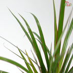 Dracaena 90 - 44cm 龙血树