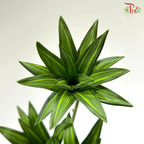 Artificial Dracaena Leaf - Green (2 Stems)