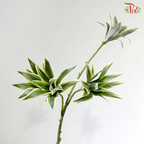 Artificial Dracaena Leaf - Bicolour Green (2 Stems)