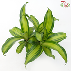 Dracaena Fragans Dwarf《铁树/巴西木》