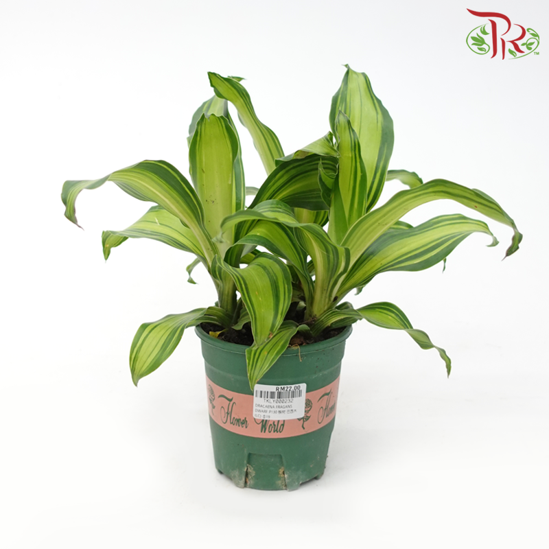 Dracaena Fragans Dwarf《铁树/巴西木》