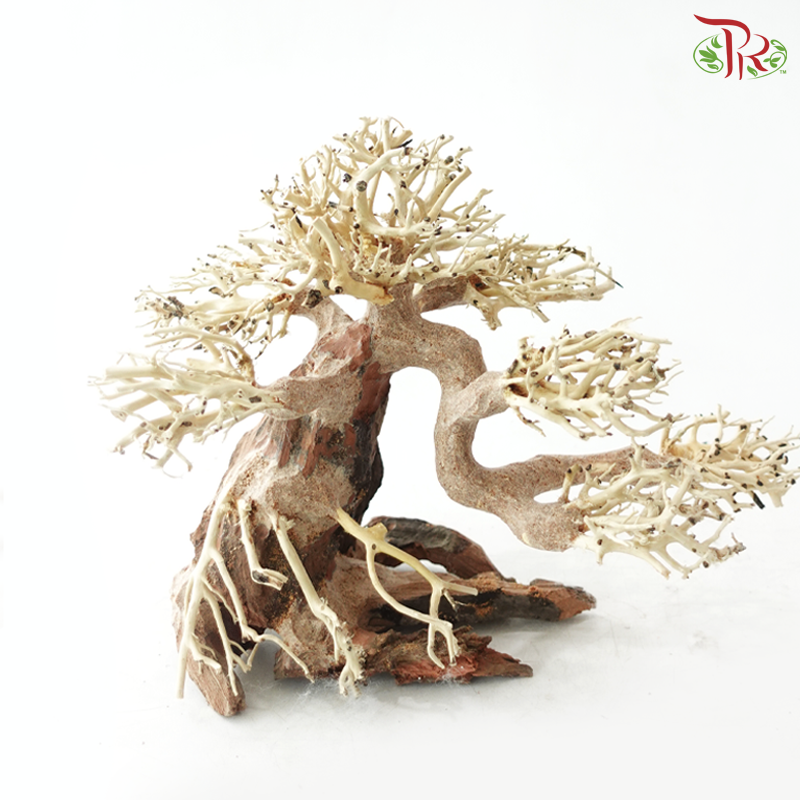 Dracaena Fragrans《巴西木》(Per Piece) - D25