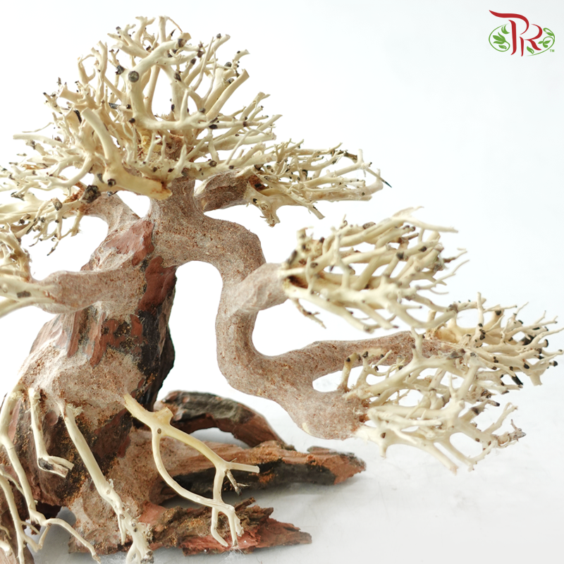 Dracaena Fragrans《巴西木》(Per Piece) - D25