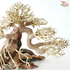 Dracaena Fragrans《巴西木》(Per Piece) - D25