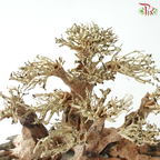 Dracaena Fragrans《巴西木》(Per Piece) - D30