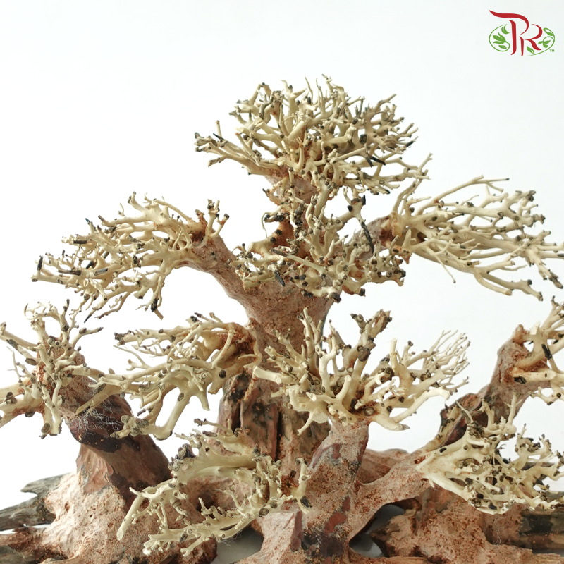 Dracaena Fragrans《巴西木》(Per Piece) - D30