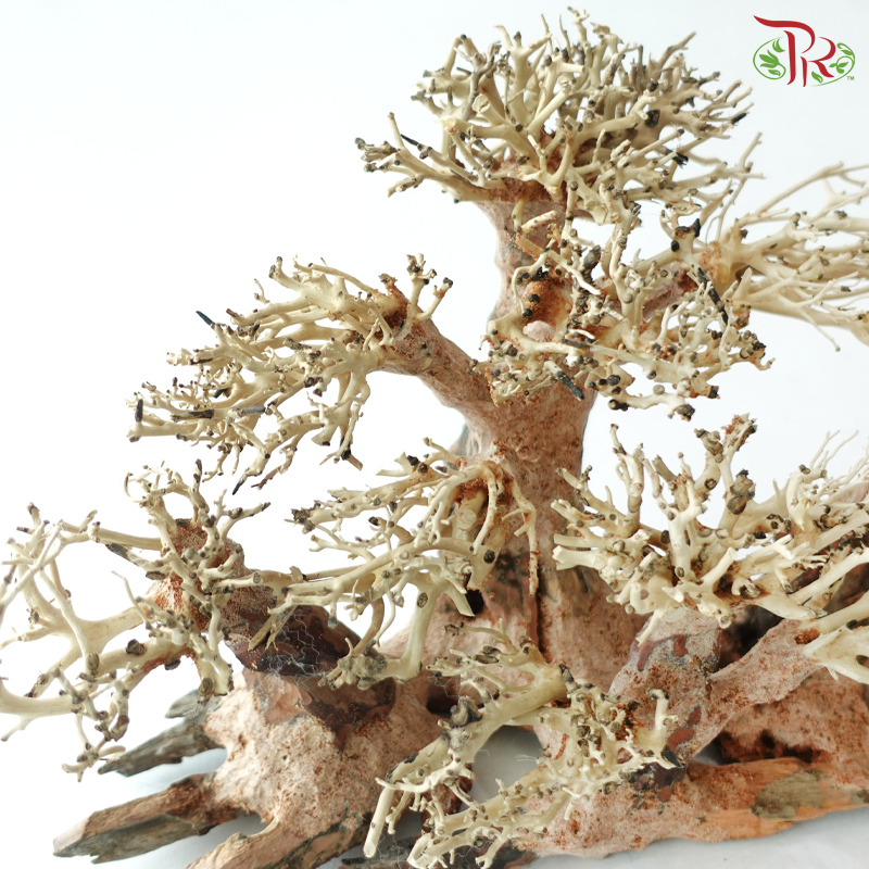 Dracaena Fragrans《巴西木》(Per Piece) - D30