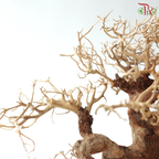 Dracaena Fragrans《巴西木》(Per Piece) - D35