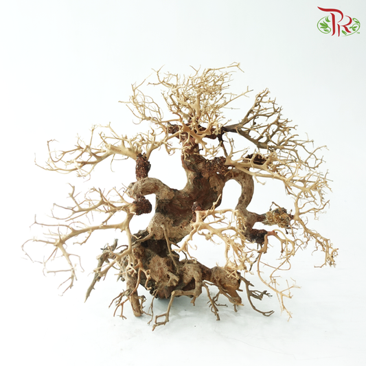 Dracaena Fragrans《巴西木》(Per Piece) - D35