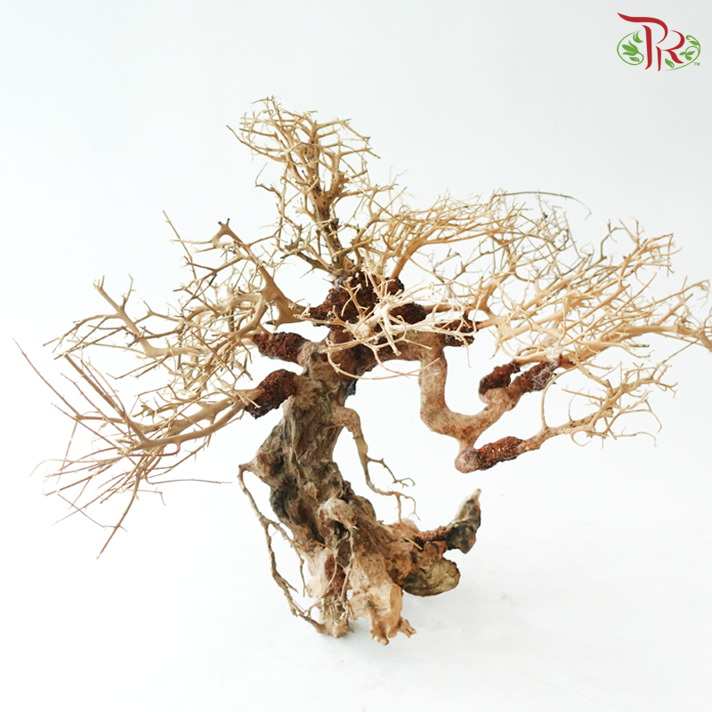 Dracaena Fragrans《巴西木》(Per Piece) - D40