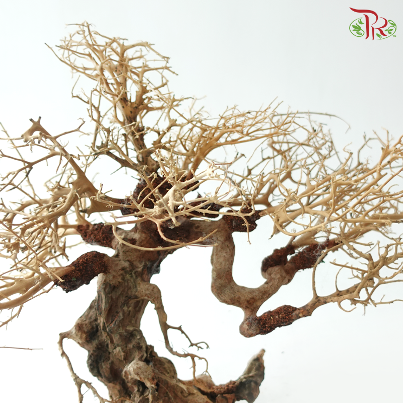 Dracaena Fragrans《巴西木》(Per Piece) - D40