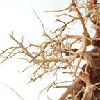 Dracaena Fragrans《巴西木》(Per Piece) - D40