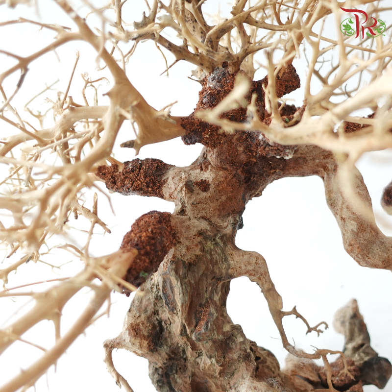 Dracaena Fragrans《巴西木》(Per Piece) - D40