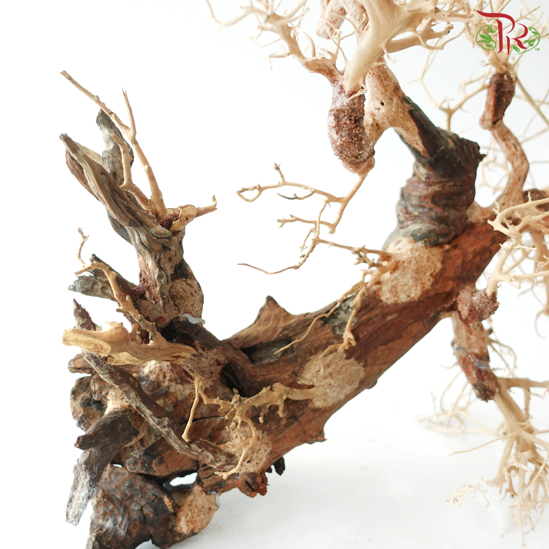 Dracaena Fragrans《巴西木》(Per Piece) - D50