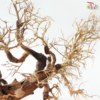 Dracaena Fragrans《巴西木》(Per Piece) - D50